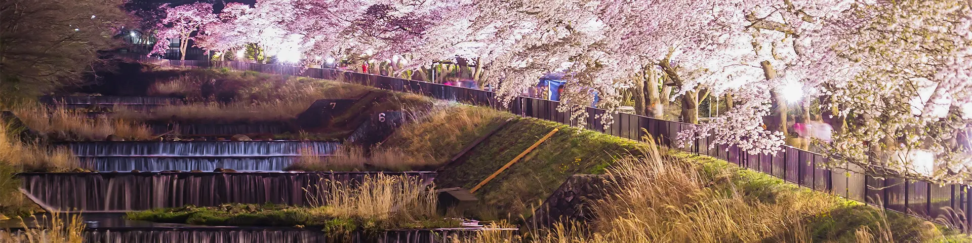 宮城野早川堤の桜並木の夜景