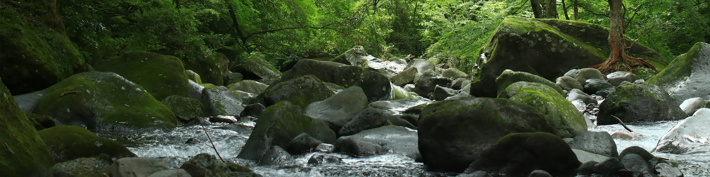 箱根旧街道の自然と川の風景