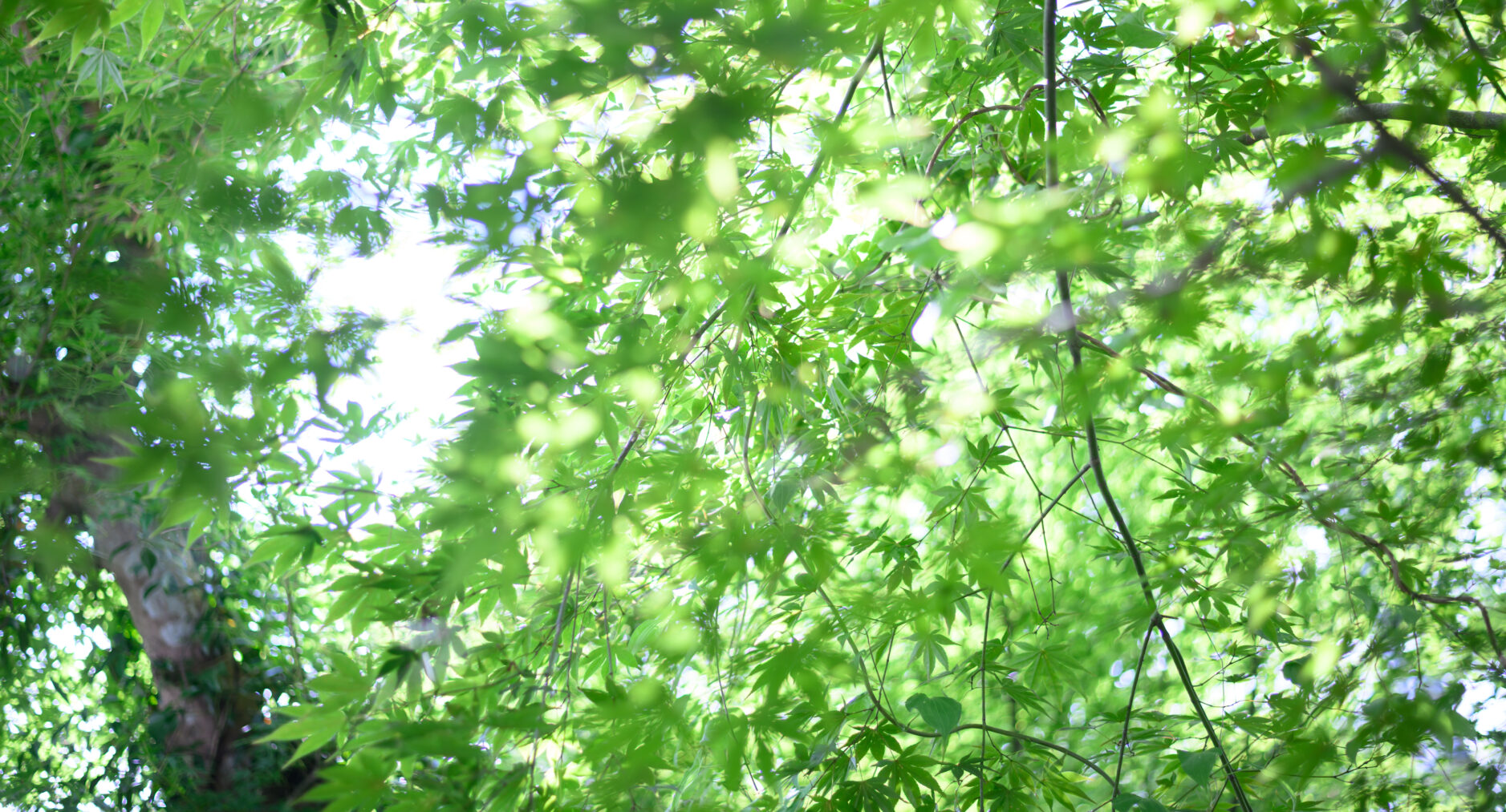 小涌谷・樂の写真 90