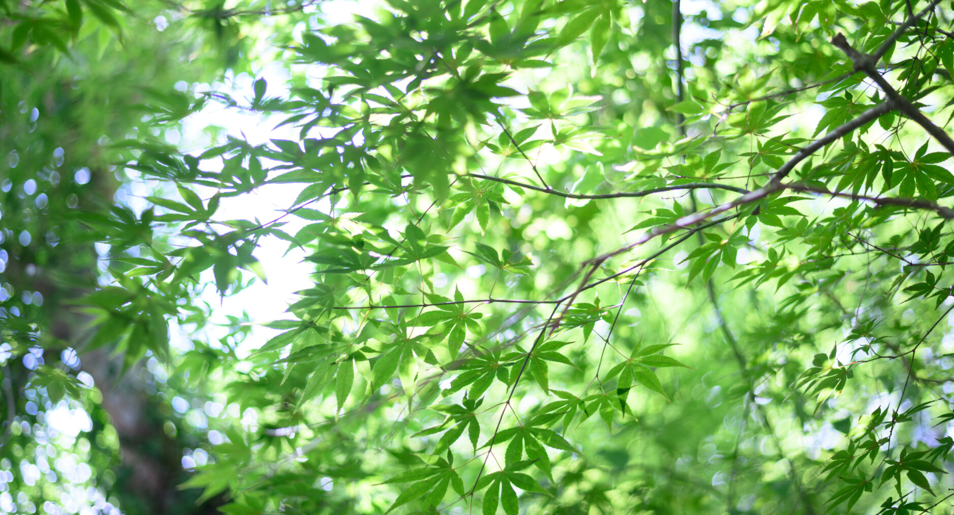 小涌谷・樂の写真 89