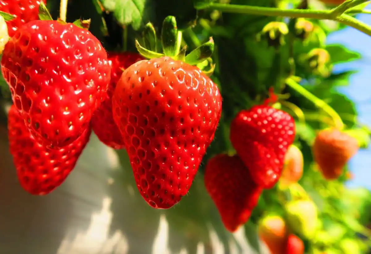 MEIBI箱根湯本 A-2の写真 102