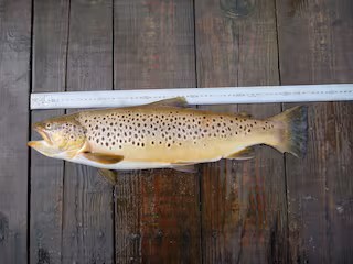 TEMARI EASTの写真 50