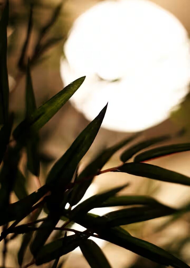 箱根の宿の写真 58